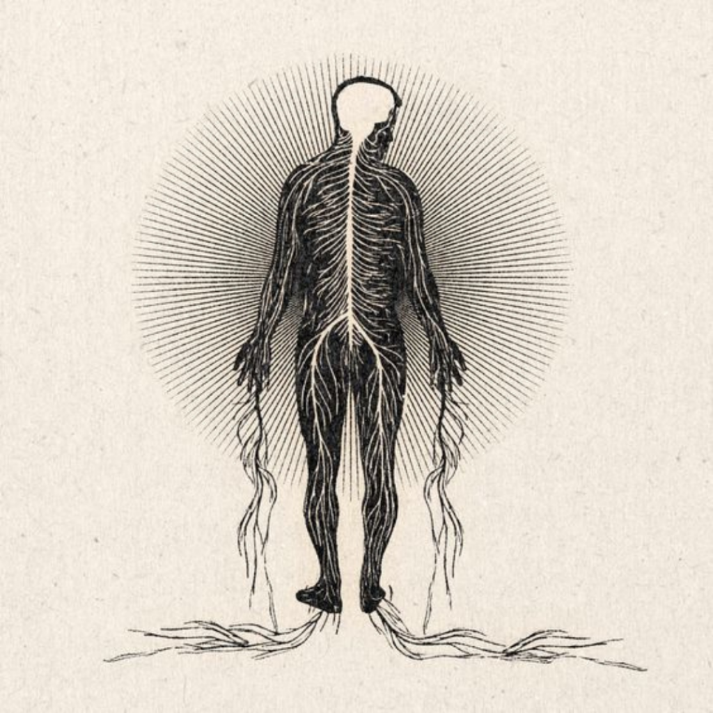 ATLAS C1 FØRSTE NAKKEHVIVEL