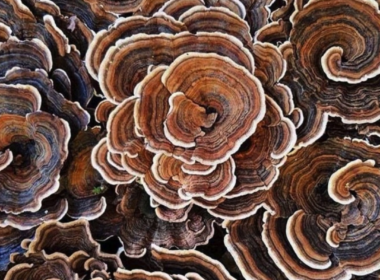 Regulationsterapi - Candida Albicans