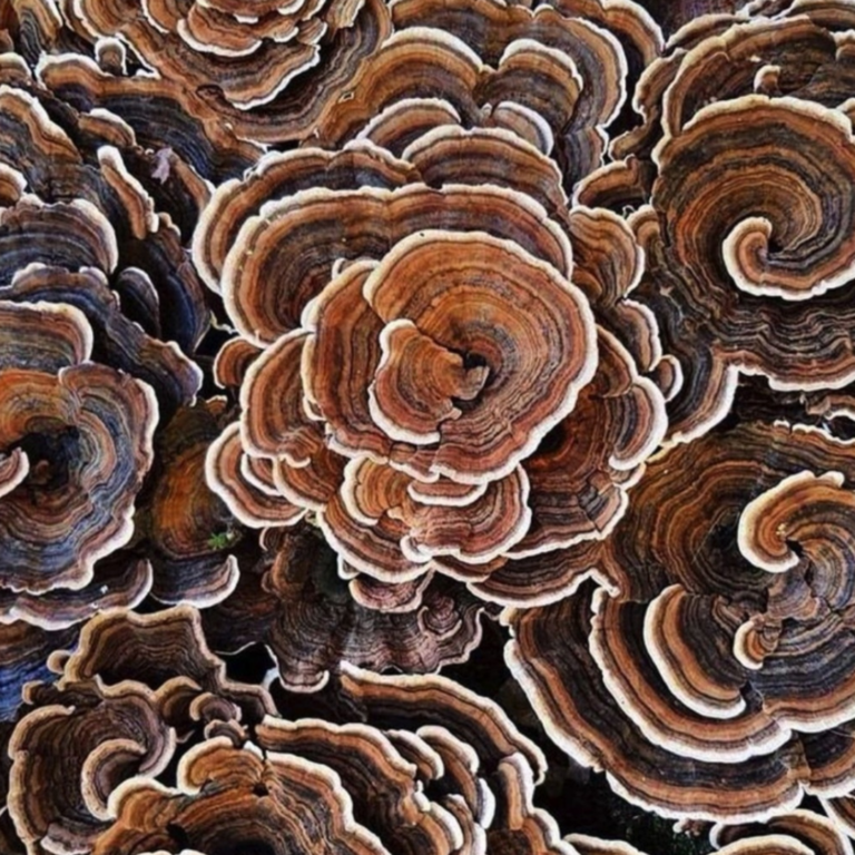 Regulationsterapi - Candida Albicans