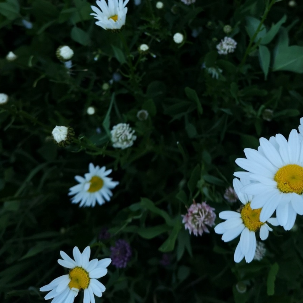 VITAMINER & MINERALER