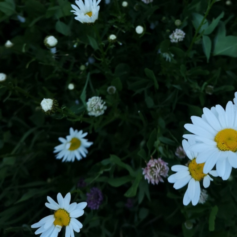 VITAMINER & MINERALER